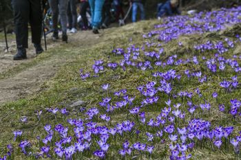 130 milionów krokusów. Turyści tylko na to czekali