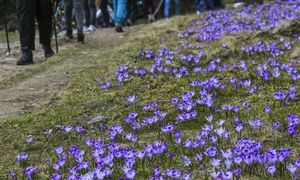 130 milionów krokusów. Turyści tylko na to czekali