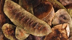 Herbatki z senesem mogą być niebezpieczne. Sprawdź, dlaczego lepiej ich unikać