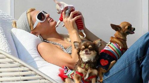 Piesek Paris Hilton w końcu się wściekł 1