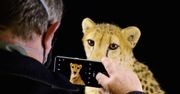 National Geographic i OPPO połączyły siły. Powstała przepiękna seria filmów o zagrożonych gatunkach
