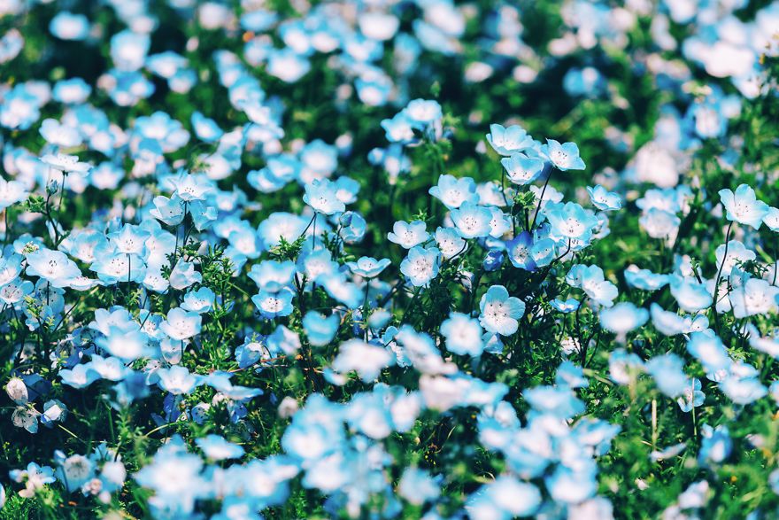 Ogród pełny niebieskich kwiatów to prawdziwy skarb Japonii 5