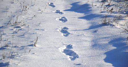 Kolejna ofiara mrozów. Nie żyje 56-letni mężczyzna. Zamarzł blisko domu