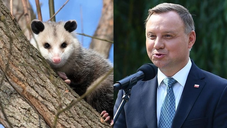 Andrzej Duda wykazuje znajomość królestwa zwierząt