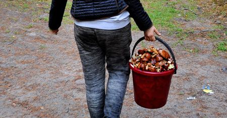 Gdzie są borowiki, a gdzie maślaki? Grzybiarze podpowiadają