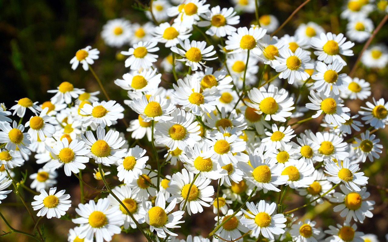 Chamomile is a grandmother's remedy for stress.