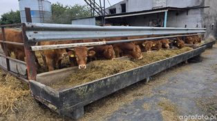 Aktualne ceny bydła. Byki tańsze niż tydzień temu