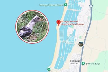 Wyleciał z Polski. Przeleciał 2,5 tys. km. Leśnicy: "globtroter!"