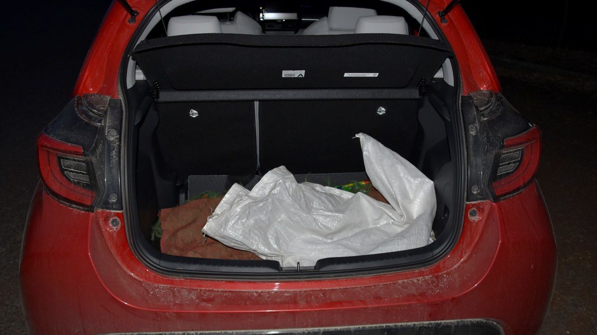 Wiózł kota w bagażniku. Następnie wyrzucił w lesie