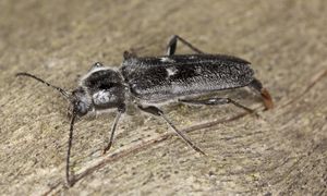 Jest gorszy od kornika. Bardzo trudno go wytępić