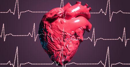 Krzyżówka dla znawców anatomii. Co wiesz o sercu?
