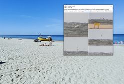 Sensacja nad Bałtykiem. Tajemniczy ptak przyleciał do Polski