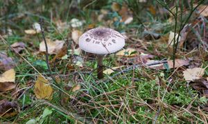 To oni oceniają nasze grzyby. Jak zostać grzyboznawcą i klasyfikatorem