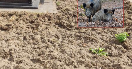 Weszły i zniszczyły cmentarz. "Ludzie nie chcą płacić za utrzymanie grobów"