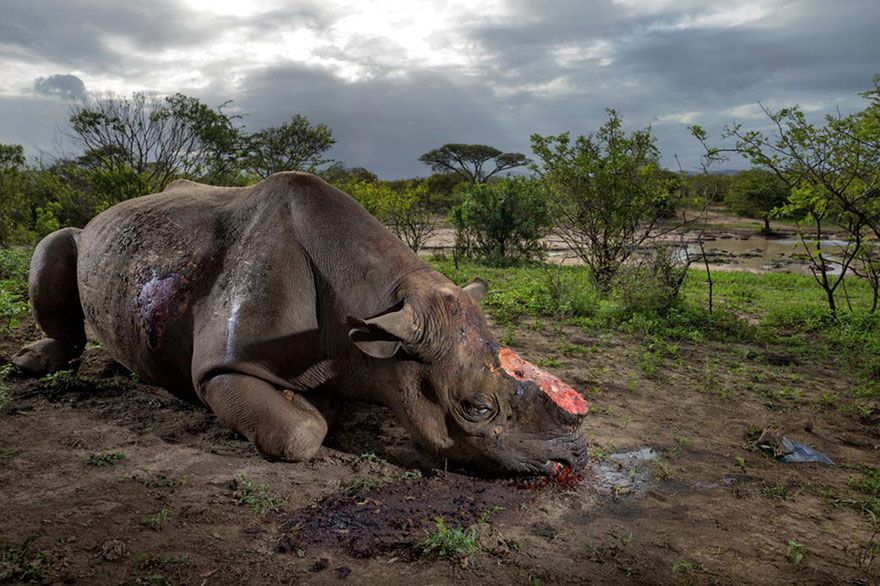 Oto najlepsze fotografie 2016 roku według magazynu National Geographic 28