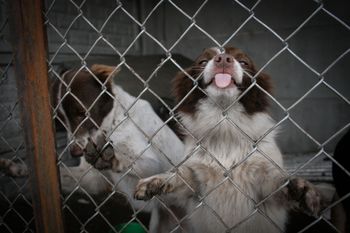 Radom: Psy do adopcji. A może dasz im chociaż dom tymczasowy? Inaczej zostaną na placu budowy