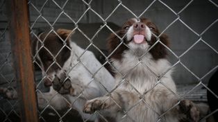 Radom: Psy do adopcji. A może dasz im chociaż dom tymczasowy? Inaczej zostaną na placu budowy
