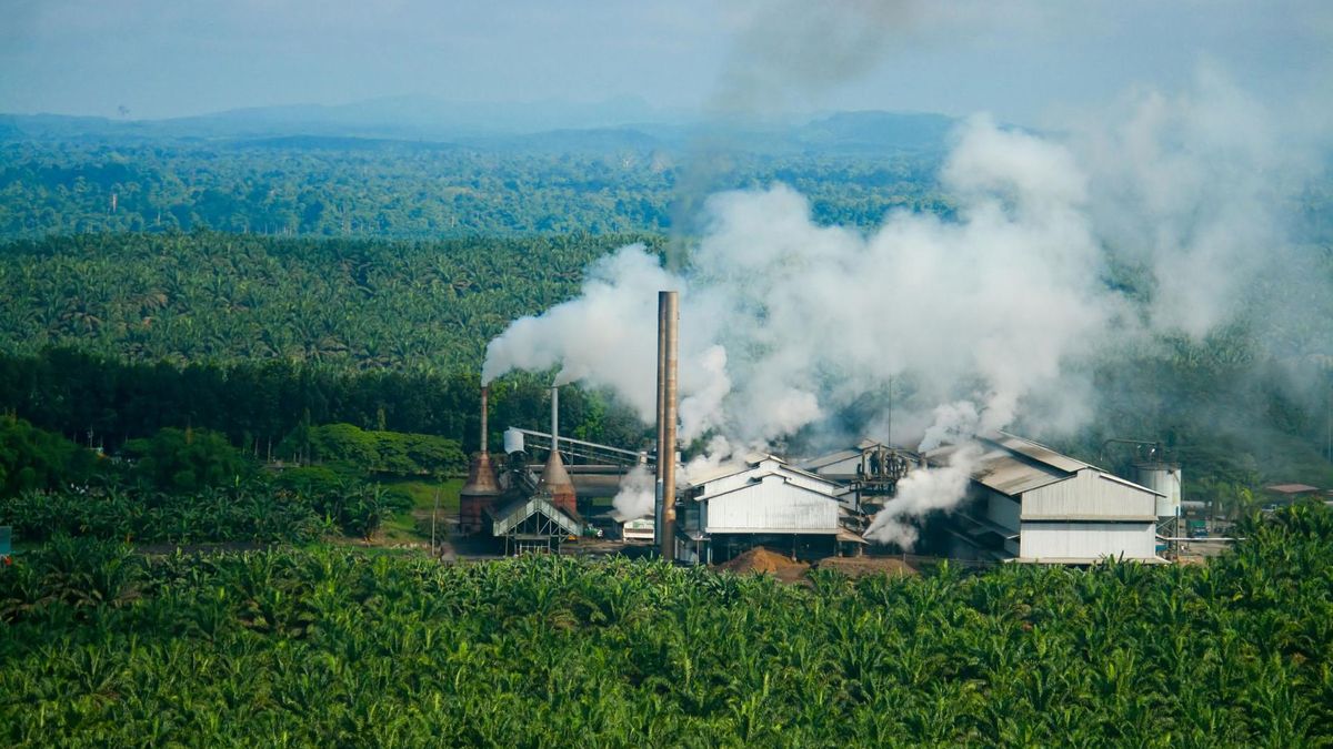Dlaczego olej palmowy jest szkodliwy