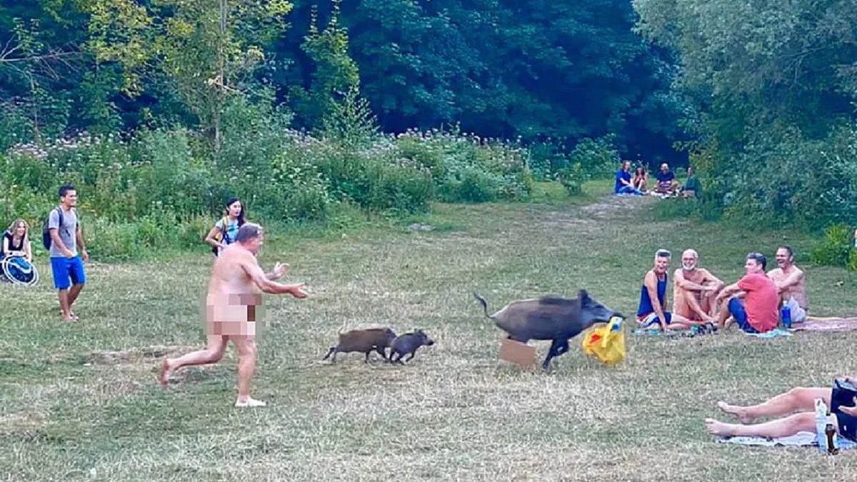 Dzik ukradł nudyście torbę z laptopem