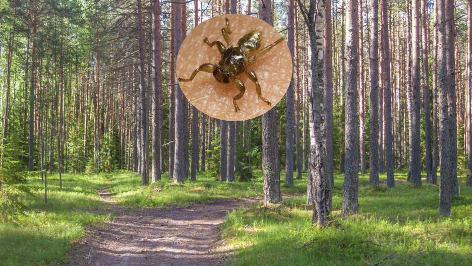 Niebezpieczne latające owady, które pasożytują na swojej ofierze, spijając jej krew, czają się w pobliżu scieżek wydeptanych w lasach przez dzikie zwierzęta