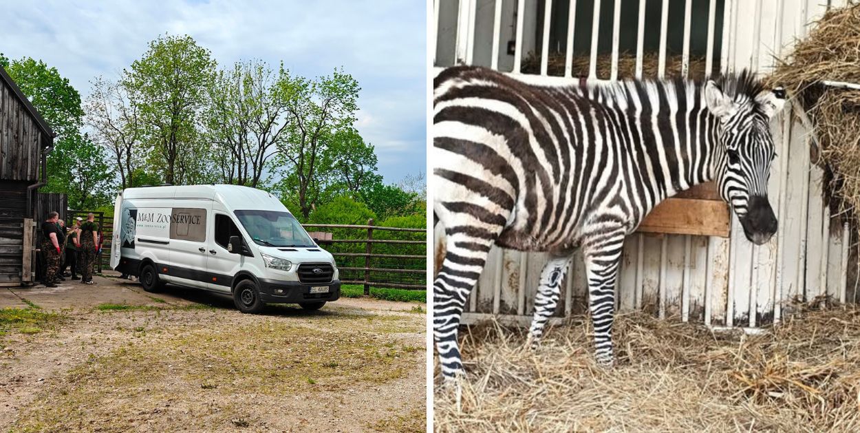 Nowa lokatorka w płockim ogrodzie zoologicznym - zebra Łezka właśnie przyjechała!