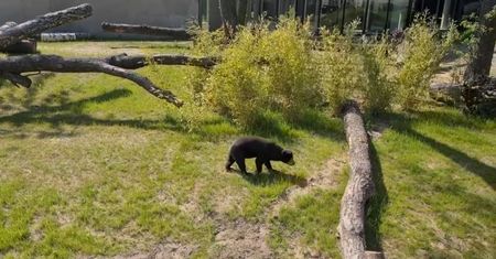 Groźny wypadek w Łodzi. Kobieta wpadła do wybiegu dla niedźwiedzi