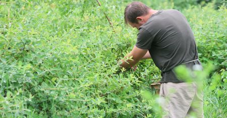 Tyle płacą na zbiorach. 8 zł więcej na godzinę niż rok temu