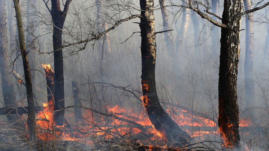 Ogromne pożary lasów stają się powoli normą w Syberyjskiej Arktyce. (zdjęcie ilustracyjne)