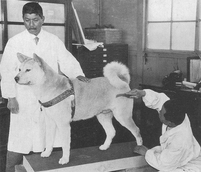 Rzadkie zdjęcia psa Hachiko, który czekał na swojego pana aż do śmierci 14