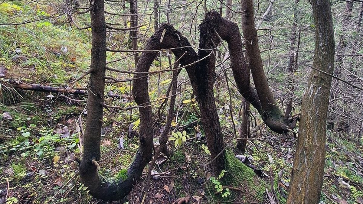 Leśnik z Tatr pokazał zdjęcie.