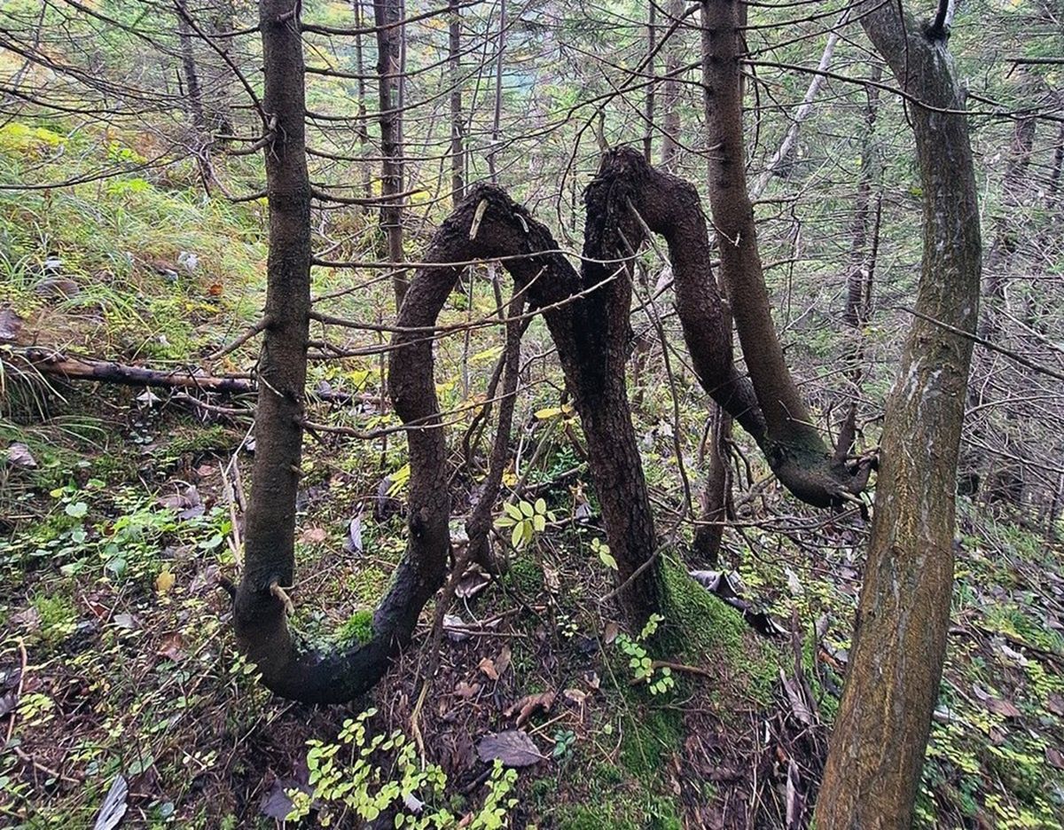Leśnik pokazał niezwykłe zdjęcie. Takie drzewo rośnie w górach
