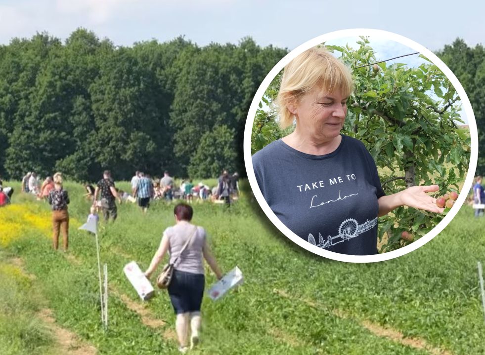 Szał na samozbiory owoców. "Rekordziści zebrali 200 kg"