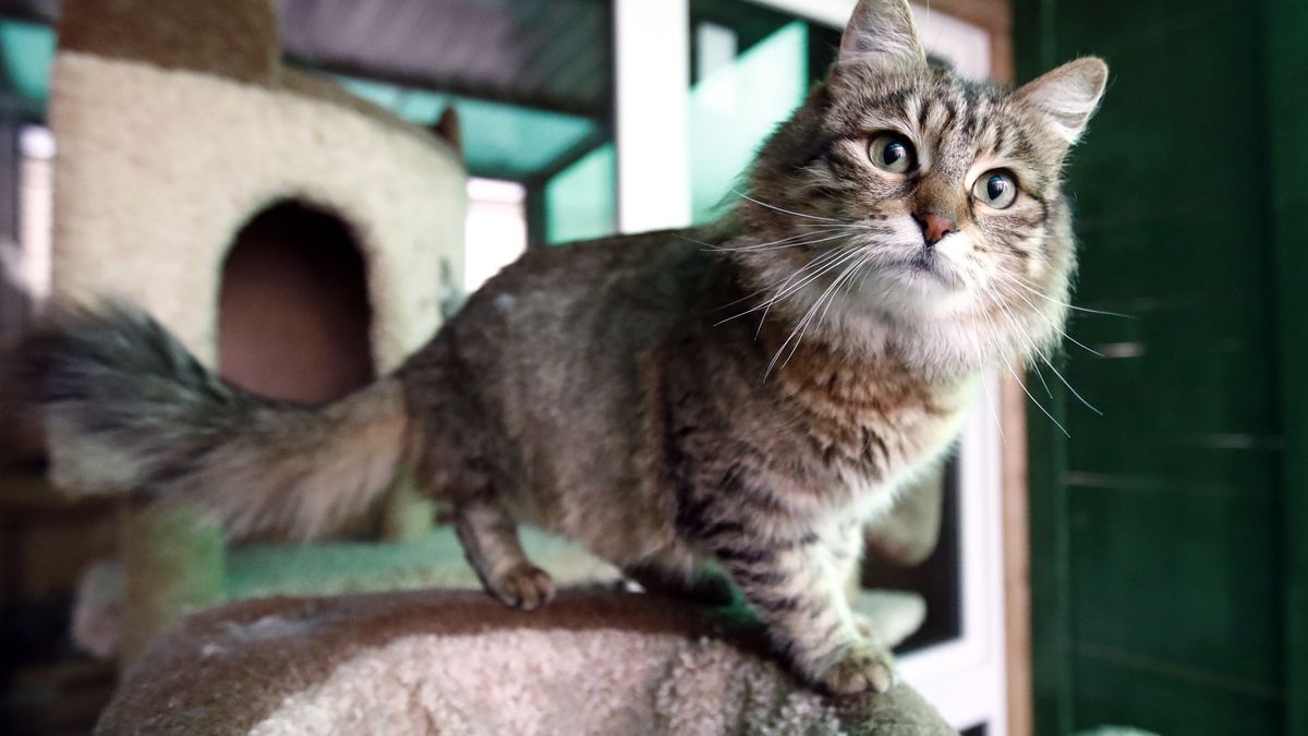 Dwa koty zakażone koronawirusem w Stanach Zjednoczonych.