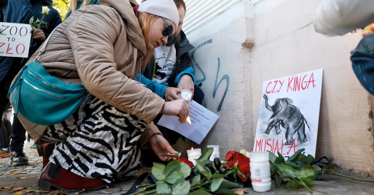 Poznań: Protest po śmierci słonicy. Chcą odwołania dyrektora zoo