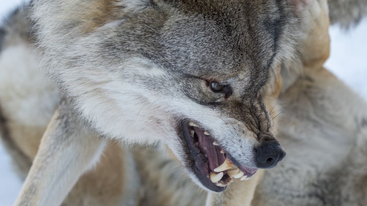 Wilki wchodzą do miast? Dramatyczne doniesienia z małopolskiej miejscowości