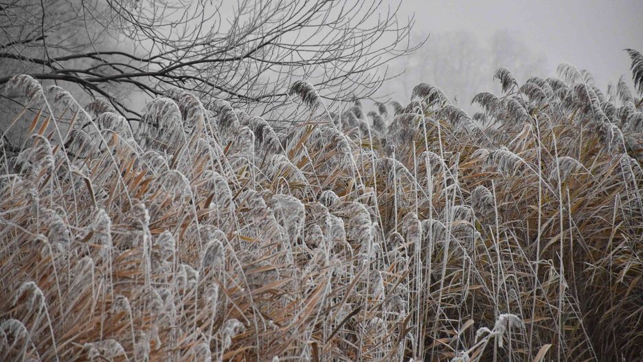 Nadgoplańskie tereny w zimowej scenerii. Kruszwica 2025