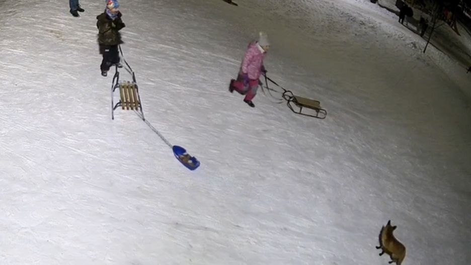 Lisy wchodzą na osiedla w mieście