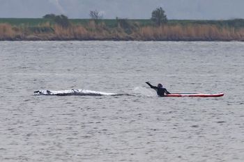 Timmi nadal walczy. Gotowy plan ratunku nie istnieje?