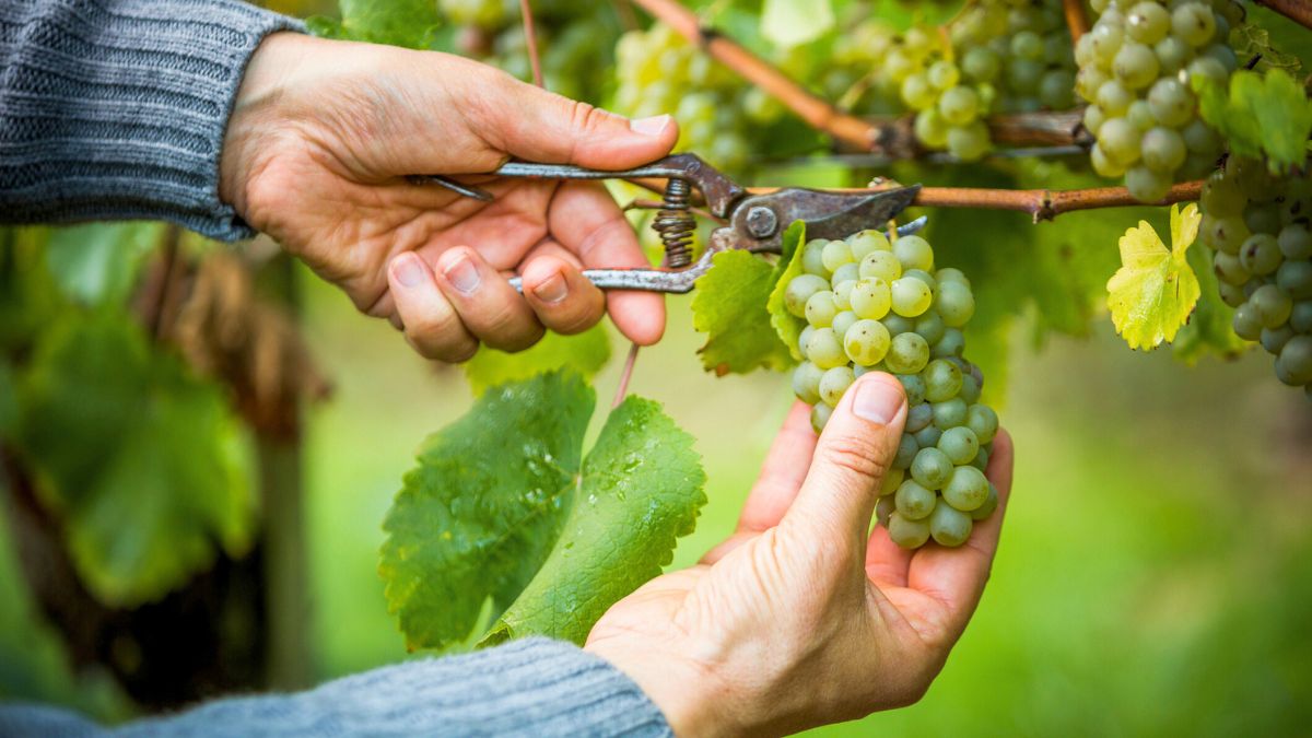 Mężczyzna ścina winogrona