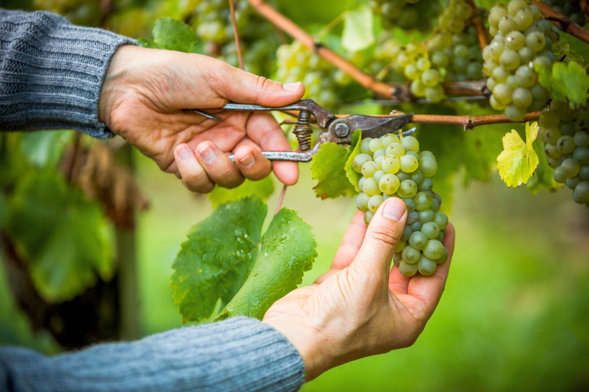 The man is cutting grapes.