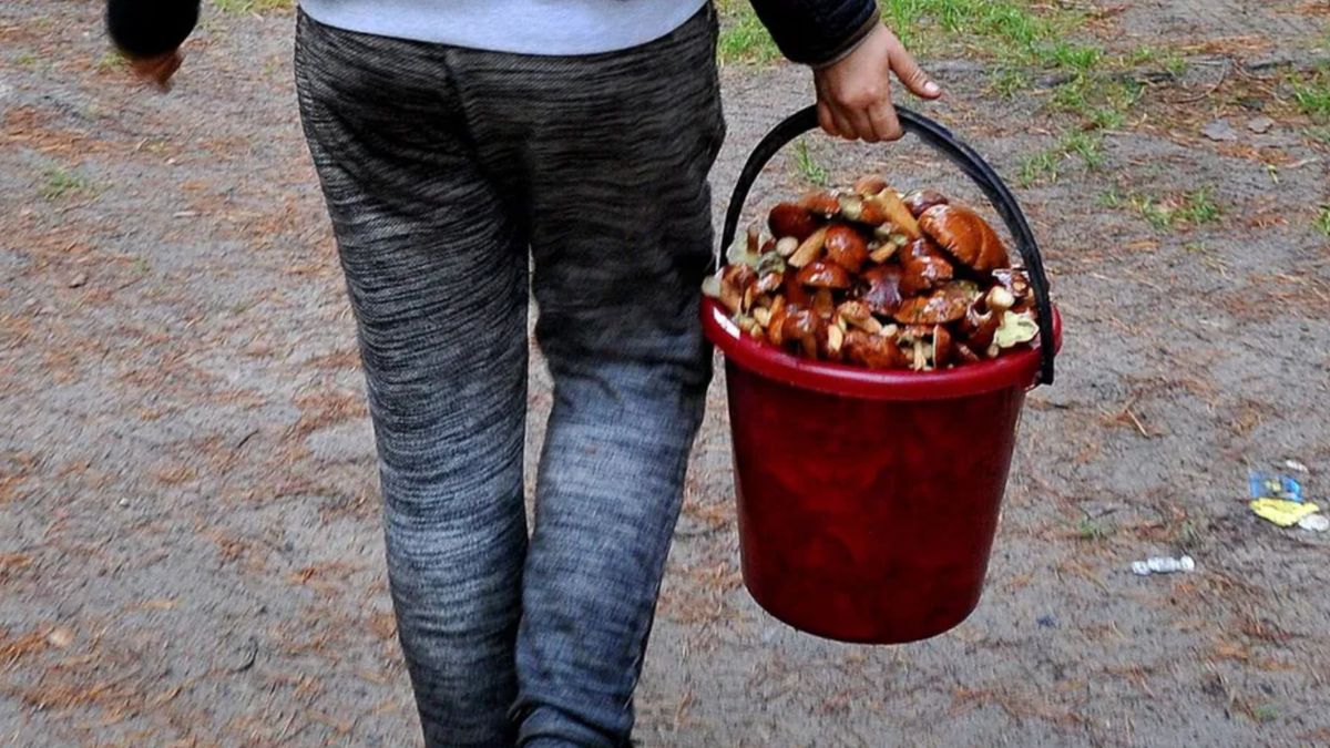 Nie rób tego na grzybobraniu. Mandat gwarantowany