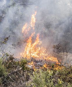 Цьогорічний сезон лісових пожеж досягнув рекордного максимуму