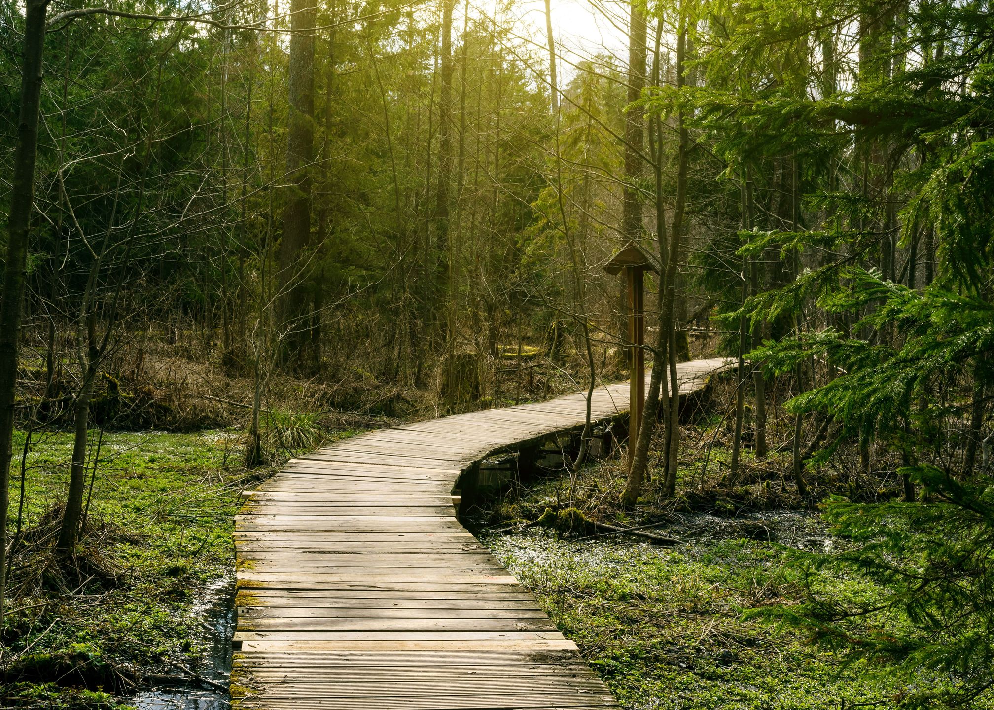 Białowieski Park Narodowy 
