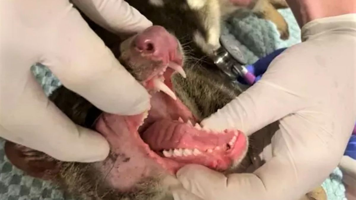 Zwierzę zostało uznane za wymarłe ponad 100 lat temu 