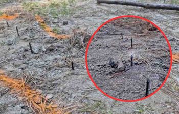 Przewóz: Zabójcza pułapka w lesie. Metalowe ostre wkręty celowo umieszczone w drodze