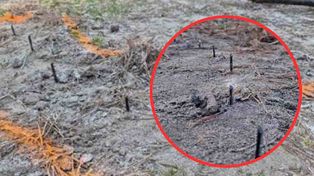 Przewóz: Zabójcza pułapka w lesie. Metalowe ostre wkręty celowo umieszczone w drodze