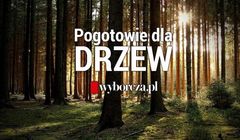Wyborcza.pl zebrała ponad 57 tys. zł na ratowanie drzew w Polsce