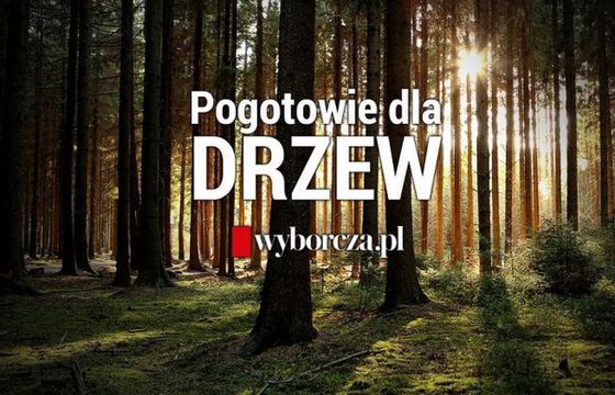 Wyborcza.pl zebrała ponad 57 tys. zł na ratowanie drzew w Polsce