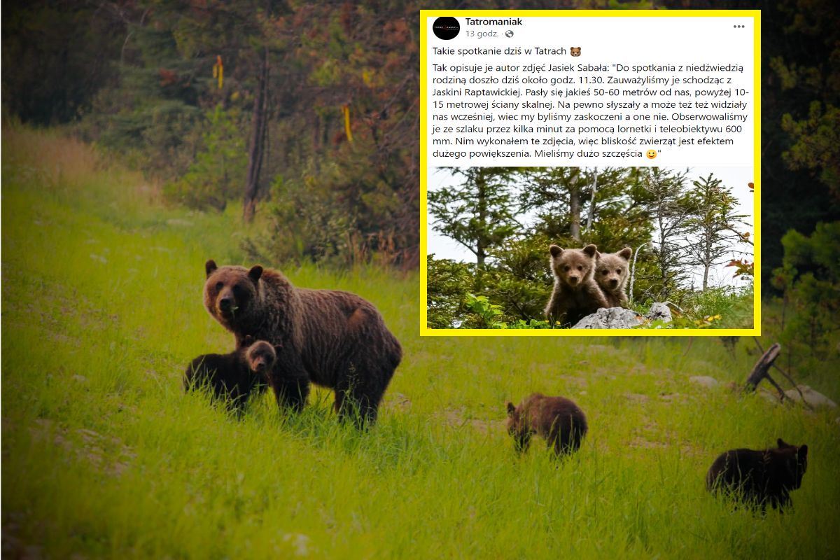 Niezwykłe spotkanie w Tatrach. Niedźwiadki skradły serca internautów