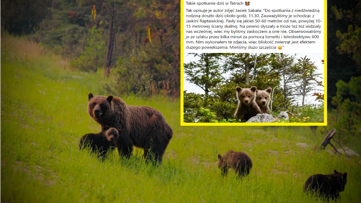 Niedźwiedzia rodzina w Tatrach